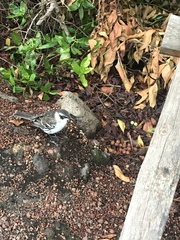 Mimus parvulus parvulus