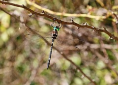 Macromia pacifica × taeniolata