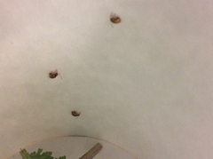 Longitarsus jacobaeae