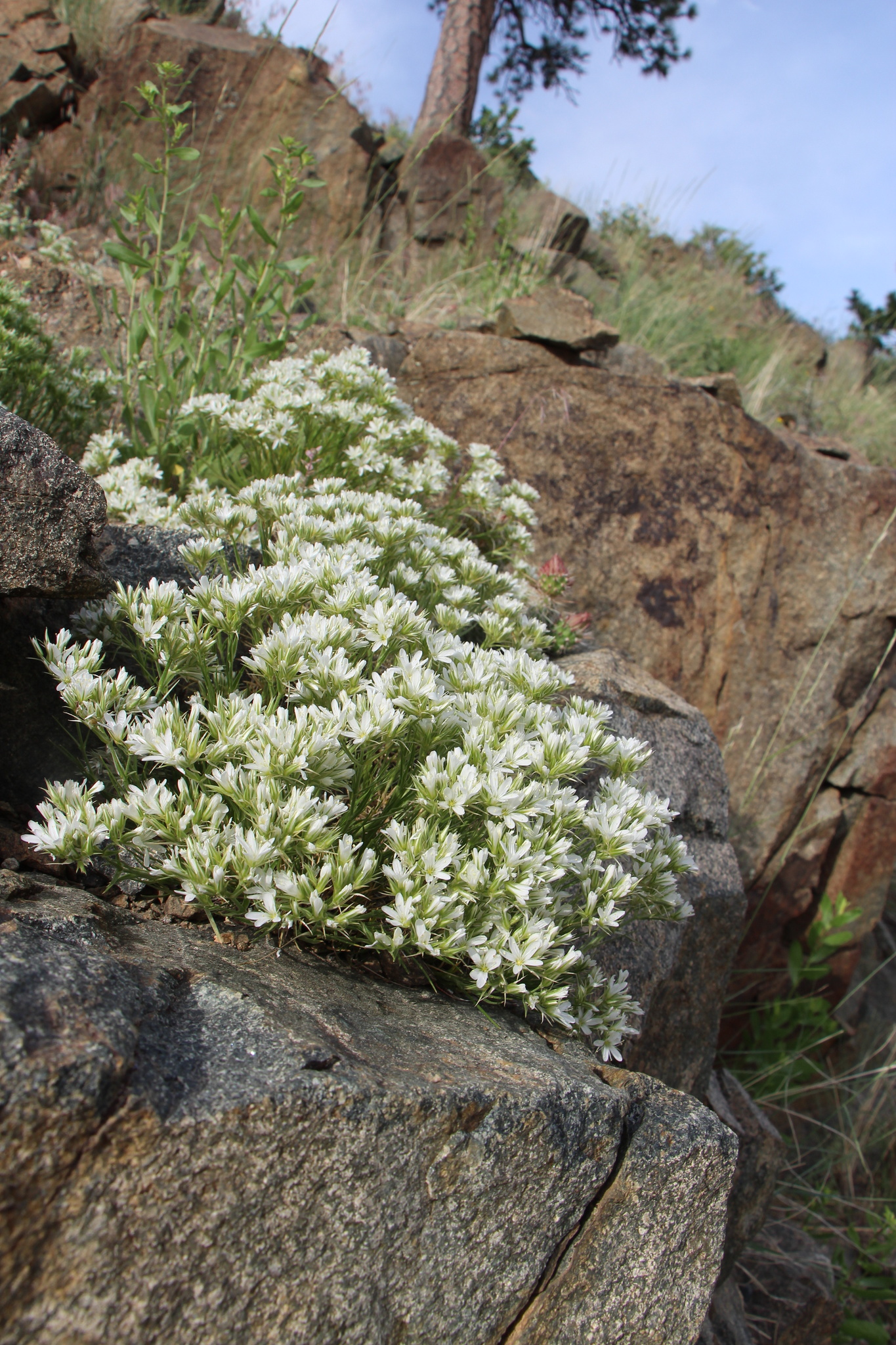Eremogone hookeri var. pinetorum