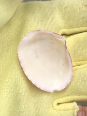 Semele rubropicta