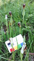 Pterostylis cucullata