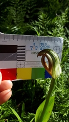 Pterostylis cucullata