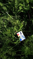 Pterostylis cucullata