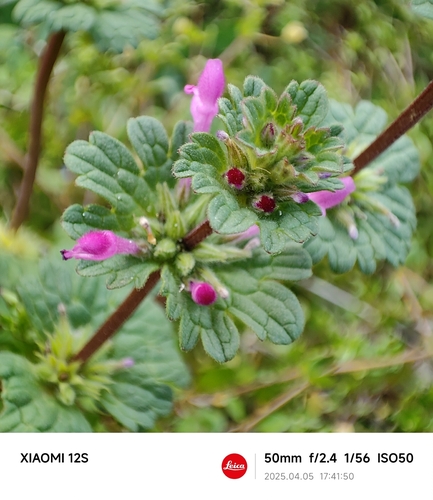 henbit deadnettle