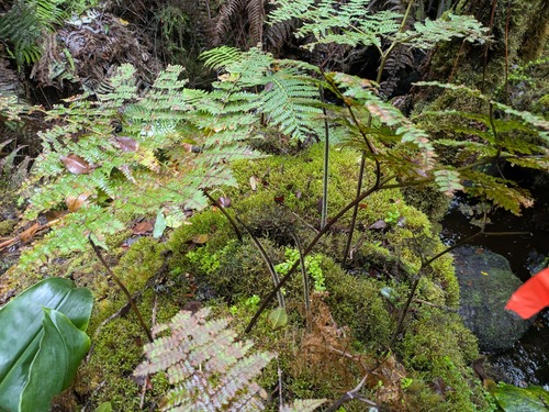 Hypolepis hawaiiensis observed 2025-06-18