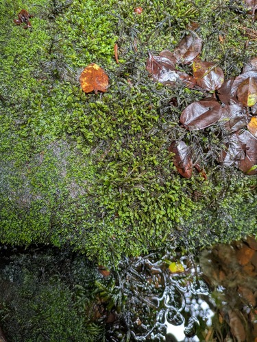 Solenostoma exsertum, 2025-06-18