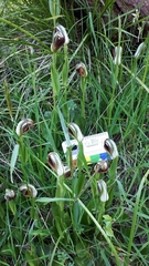 Pterostylis cucullata