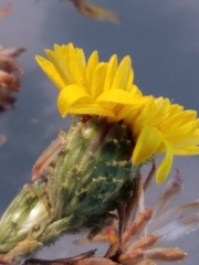 Lessingia pectinata tenuipes