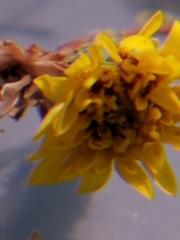 Lessingia pectinata tenuipes