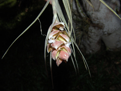 Tillandsia pohliana