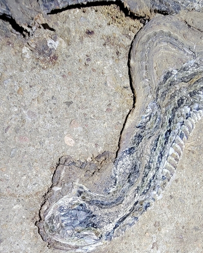 Frog-eating Rat Snake