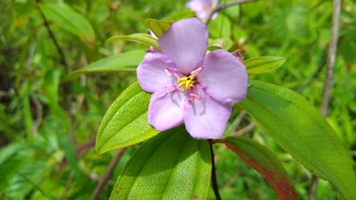 Melastoma malabathricum observed 2019-09-27