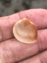 Laevicardium substriatum