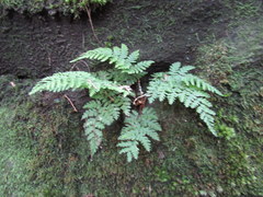 Cystopteris bulbifera