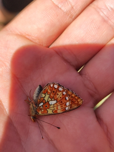 Pearl-bordered Fritillary, кв. Грамадето, 2770 Банско, Bulgaria, photo 10 of 10