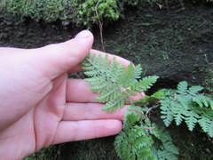 Cystopteris bulbifera