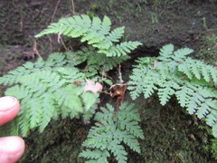 Cystopteris bulbifera