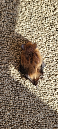Big Brown Bat photographed in North Carolina
