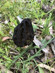Morchella australiana