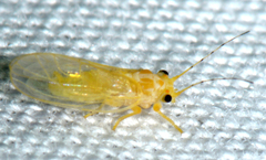 Cacopsylla annulata