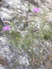Agalinis setacea