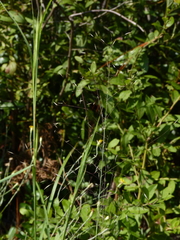 Muhlenbergia expansa