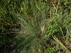 Muhlenbergia expansa
