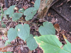 Dioscorea quaternata