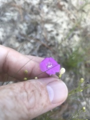 Agalinis setacea