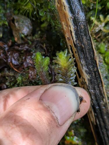 Distichophyllum paradoxum observed 2025-06-18