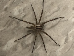 Agelenopsis