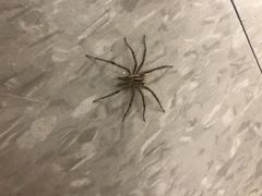 Agelenopsis