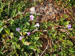 Ruellia repens