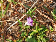 Ruellia repens