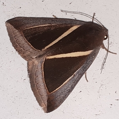 Chalciope alcyona