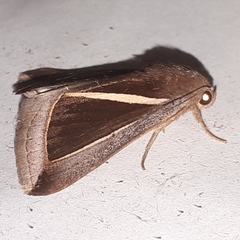 Chalciope alcyona