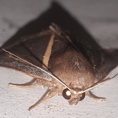 Chalciope alcyona