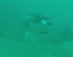 Bodianus unimaculatus