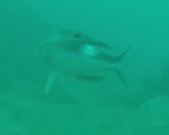 Bodianus unimaculatus