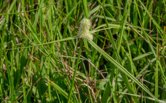 Cyperus sesquiflorus sesquiflorus
