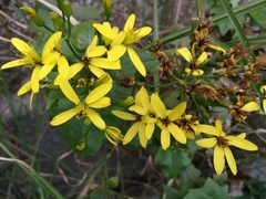 Senecio tamoides