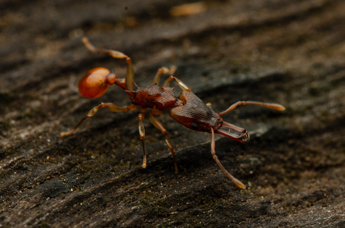 Orectognathus mjobergi