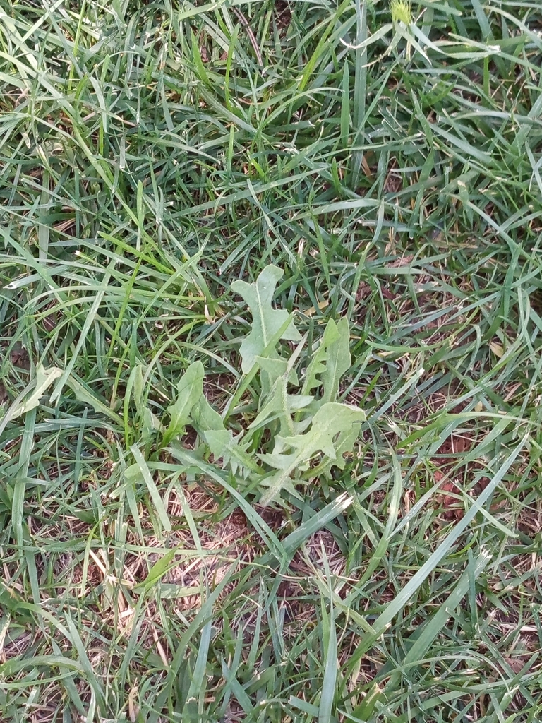 Taraxacum