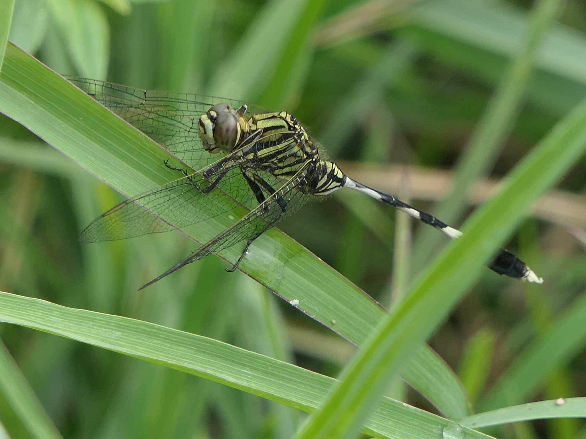 Slender Skimmer