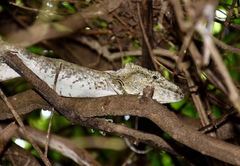 Anolis chamaeleonides