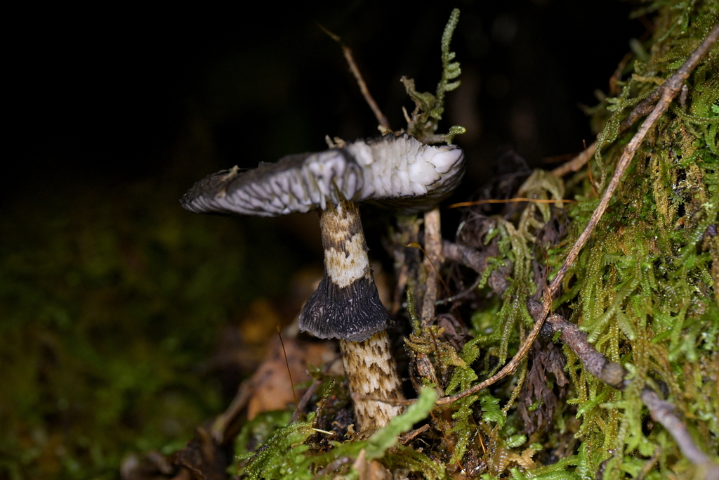 Amanita nigrescens · June 2025 · photo: © christopherstephens (iNaturalist, cc-by)