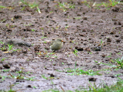 Camarhynchus parvulus