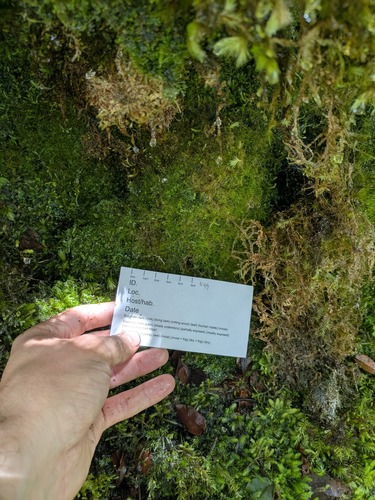 Cephaloziella observed 2025-06-18
