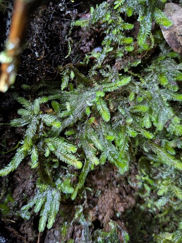 Distichophyllum paradoxum observed 2025-06-18